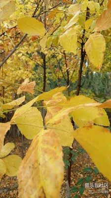 《秋天的故事》+在秋的懷里入眠