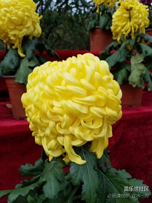 十一假期團(tuán)圓季+賽菊！
