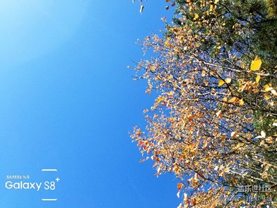 十一假期 s8+試拍