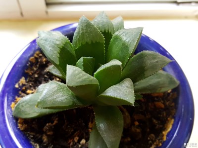 隨便拍幾張吧
