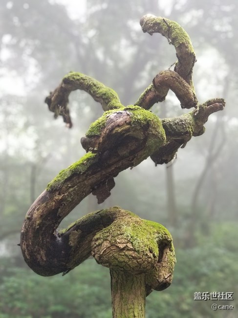 note8拍背景虛化必須進(jìn)入實(shí)時(shí)對(duì)焦*2，必須1.2米嗎？