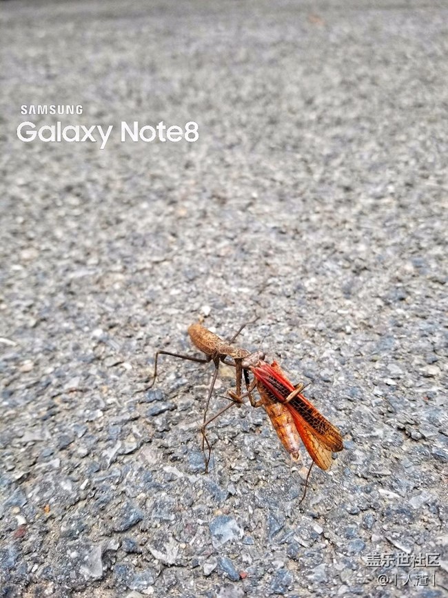 Note8隨拍。
