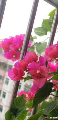 杜鵑花美艷盛開 ~ NOTE8