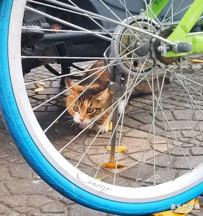 絕不看鏡頭的貓