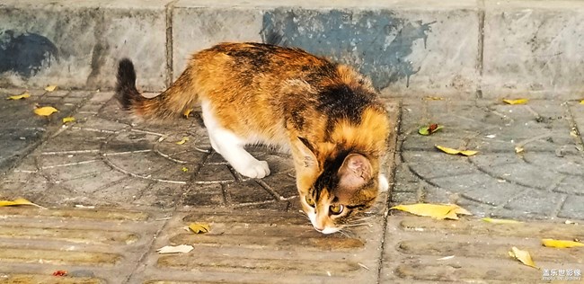 絕不看鏡頭的貓