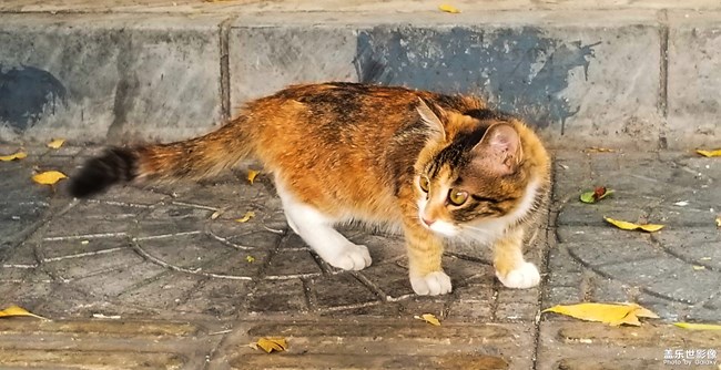 絕不看鏡頭的貓