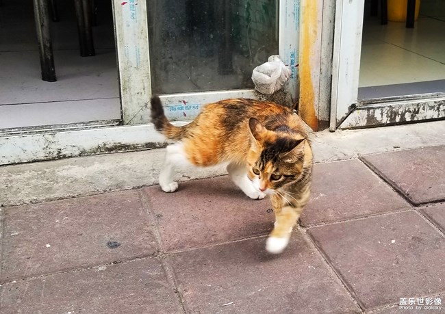 絕不看鏡頭的貓