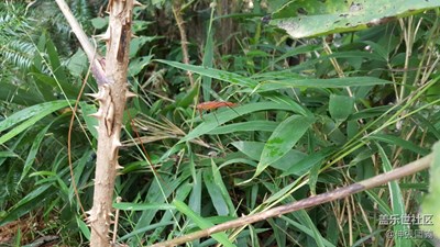 平江山區(qū)隨手拍