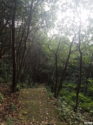 寂靜的山林