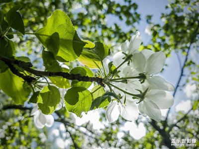拍才知道+那些花兒
