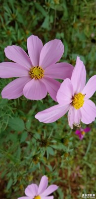 隨便拍，note8照相還蠻清楚的