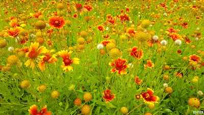 路邊的野花......預(yù)備，唱