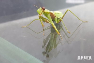 昆蟲世界的堂?吉柯德。