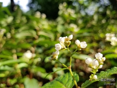 在公園里隨手拍的