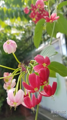 花開(kāi)花落又一秋