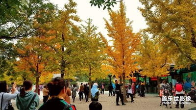 秋，北京的秋…