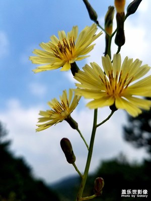 野菊花