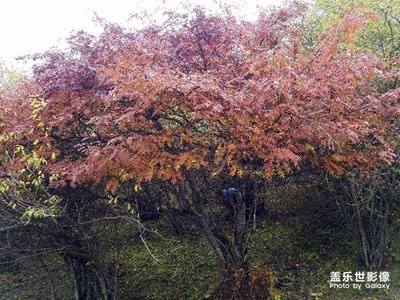 拍才知道+秋