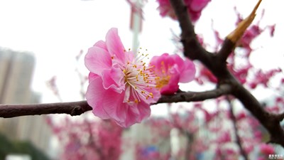 拍才知道+桃花朵朵開(kāi)