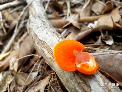 彩色蘑菇