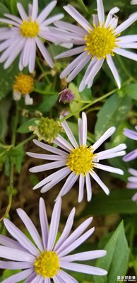 自動(dòng)拍攝。。