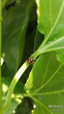 我要一步一步往上爬，在最高點(diǎn)往天空飛……