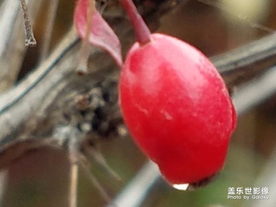 北方“紅豆”