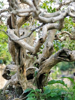 和我到中山詹園走一走……