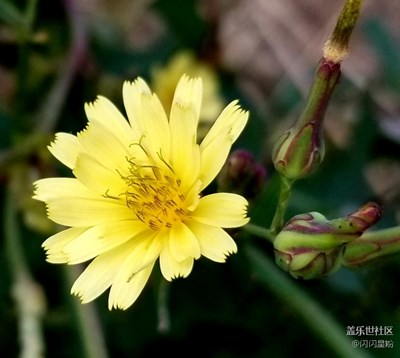 note8專(zhuān)業(yè)打野