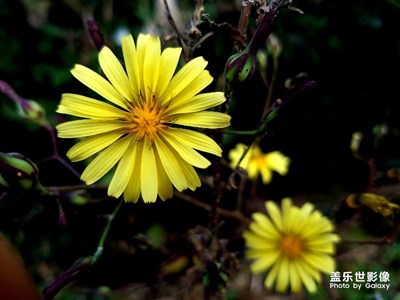秋菊、高壓線塔
