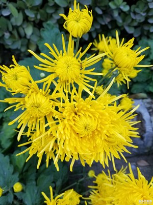 各種顏色的菊花