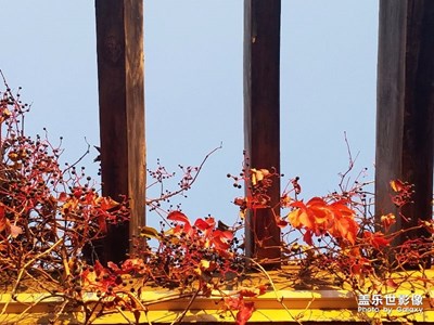 紅葉