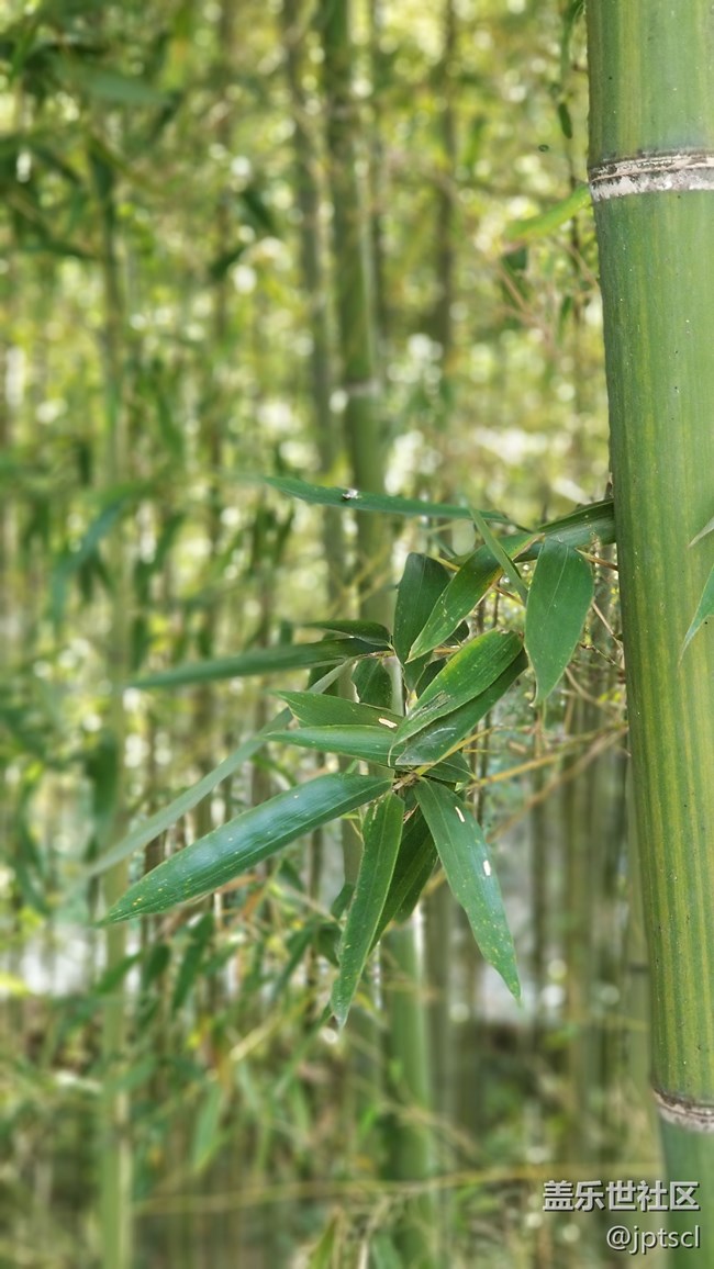 看看note8拍的照片