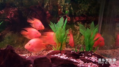 漂亮的魚