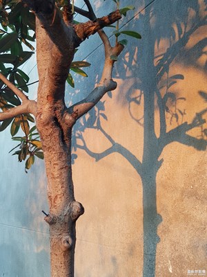 隨手拍幾張，拍的不好