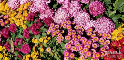 菊花節(jié)