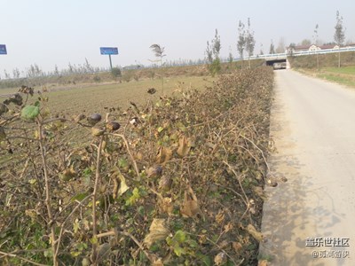 回家路上的植物