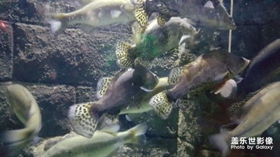 漂亮的魚