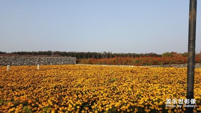 《我眼中的十一月》+花兒依舊