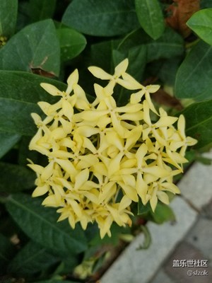 這是什么植物，有懂的嗎