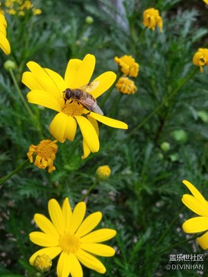 小小黃花