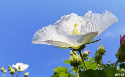 《我眼中的十一月》+秋芙蓉