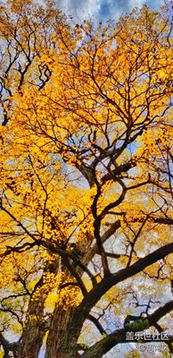 紅葉之鄉(xiāng)-Note8伴我游米亞羅。