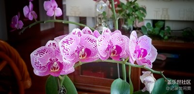 入手蝴蝶蘭，一花一世界。