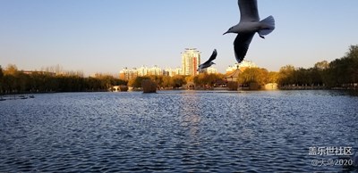 湖和鳥