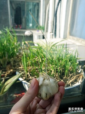一顆大蒜