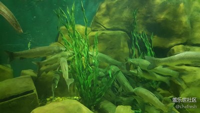 游泳的魚