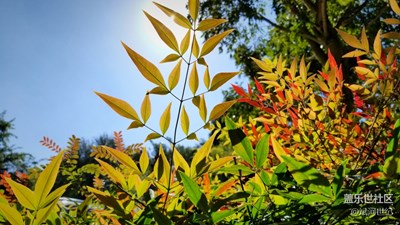 S8鏡頭里的秋日陽(yáng)光