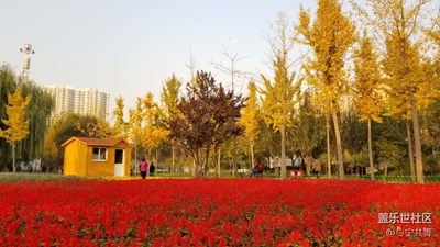 似燒非因火，如花不待春，今秋是金秋！??????