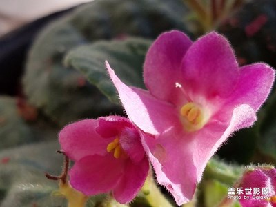 花樹(shù)
